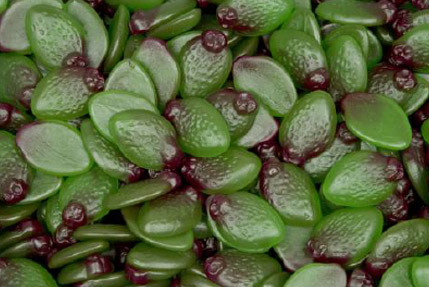 Sour_Feijoas Sour_Feijoas